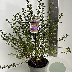 Escallonia 'Donard Radiance' 50-60 cm 5,0L