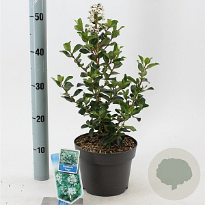 Escallonia 'Iveyi' 30-40 cm 3,0L