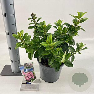 Escallonia laevis Pink Elle 30-40 cm 3,0L