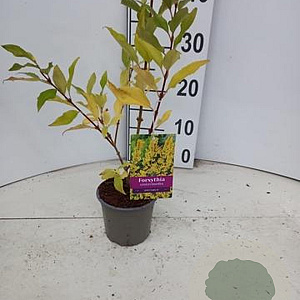 Forsythia int. 'Spectabilis' 20-25 cm P12