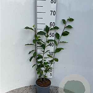 Frangula alnus 40-60 cm 2,0L