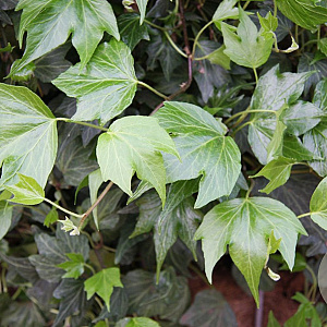 Hedera hel. 'Green Ripple' 70 cm C1.5 met stok