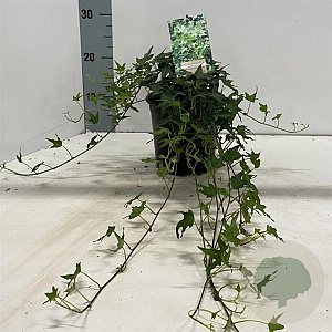 Hedera hel. 'Miniature Needlepoint' 30-50 cm 2,0L