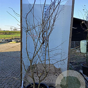 Heptacodium miconioides 175-200 cm cont. 70L solitair