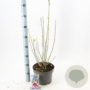 Hibiscus syr. Flower Tower Purple 60-70 cm 5,0L