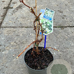 Hydrangea anomala petiolaris 40 cm 2,0L met stok