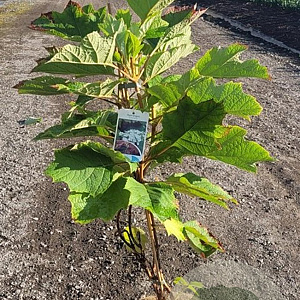 Hydrangea quercifolia 60-80 cm 5,0L