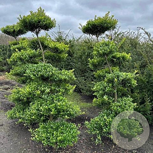 Ilex crenata 'Blondie' 200 cm cont. 65L Potgedrukt bonsai
