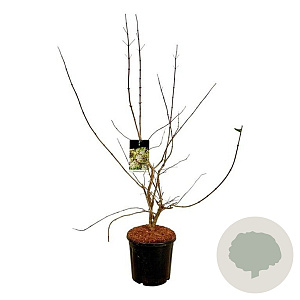 Heptacodium miconioides 100-125 cm 15L