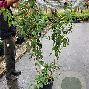 Heptacodium miconioides 100-125 cm 15L