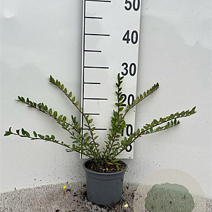 Lonicera pileata 20-30 cm C1.3