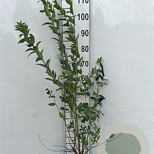 Lonicera tatarica 50-60 cm 5,0L