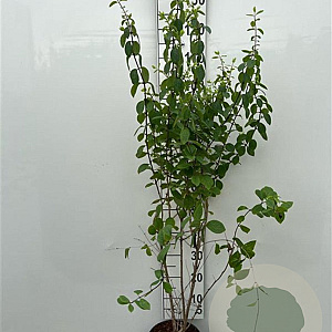 Lonicera xyl. 'Clavey's Dwarf' 125-150 cm 5,0L