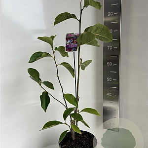 Magnolia 'Cleopatra' 60-80 cm 5,0L