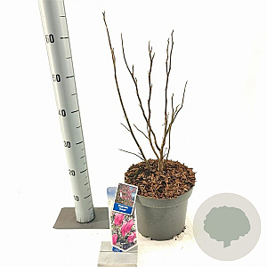 Magnolia 'Susan' 40-50 cm 5,0L