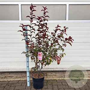 Malus 'Veitch's Scarlet' 100-120 cm 10L