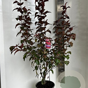 Malus 'Veitch's Scarlet' 100-120 cm 10L