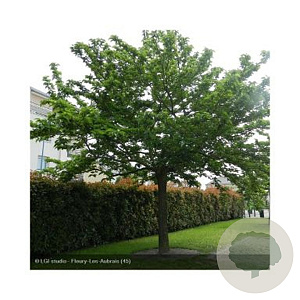 Morus alba 'Giant Fruit' 175-200 cm 10L geveerd