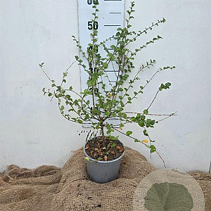 Nothofagus antarctica 30-40 cm 3,0L