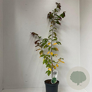 Parrotia persica 40-50 cm 3,0L met stok