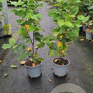 Parrotia persica 'Vanessa' 40-60 cm 3,0L