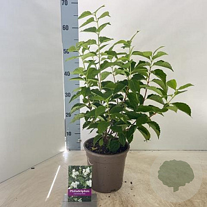 Philadelphus coronarius 40-50 cm 2,0L