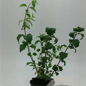 Philadelphus 'Snowbelle' 40-60 cm 3,0L