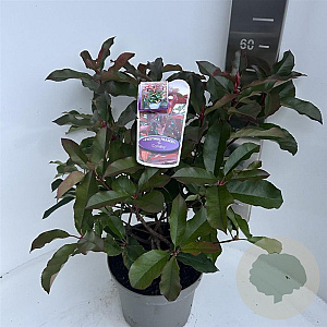 Photinia fraseri 'Camilvy' 50-60 cm 5,0L
