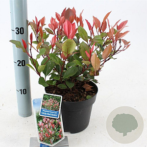 Photinia fraseri 'Little Red Robin' 20-25 cm 2,0L