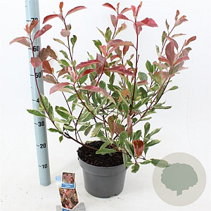 Photinia fraseri Louise 60-70 cm 5,0L
