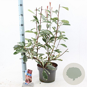 Photinia fraseri Louise 60-70 cm 5,0L