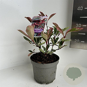 Photinia fraseri Pink Marble 20-30 cm 2,0L