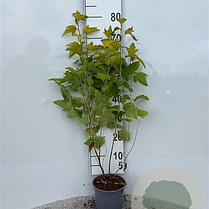Physocarpus opulif. 'Dart's Gold' 60-80 cm 2,0L
