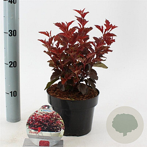 Physocarpus opulif. Little Angel 25-30 cm 2,0L