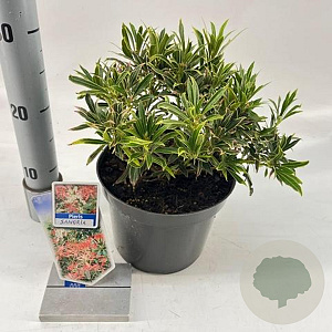 Pieris 'Forest Flame' 20-25 cm 3,0L