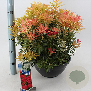 Pieris 'Forest Flame' 30-40 cm 10L
