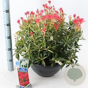 Pieris 'Forest Flame' 30-40 cm 10L