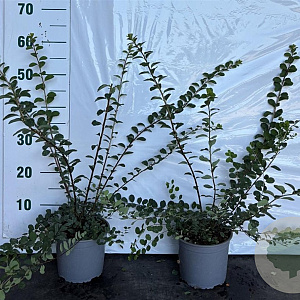 Spiraea nipp. 'Snowmound' 40-60 cm 2,0L
