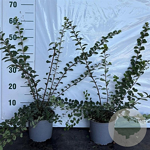 Spiraea nipp. 'Snowmound' 40-60 cm 2,0L