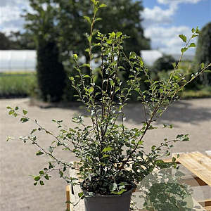 Spiraea vanhouttei 30-50 cm 2,0L