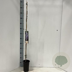 Wisteria sinensis 100 cm C1.5 met stok