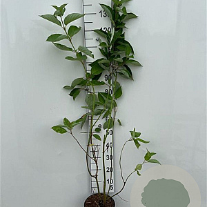 Cornus alba 125-150 cm 5,0L