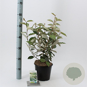 Elaeagnus ebbingei 40-50 cm 3,0L