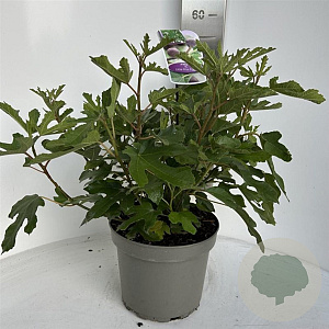 Ficus car. Little Miss Figgy 40-50 cm 5,0L