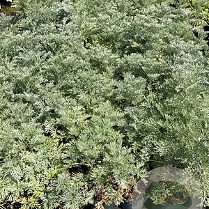 Artemisia 'Powis Castle' GM 2,0L
