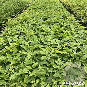 Aruncus dioicus GM 2,0L