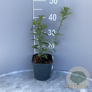 Aster frikartii 'Mönch' GM 2,0L