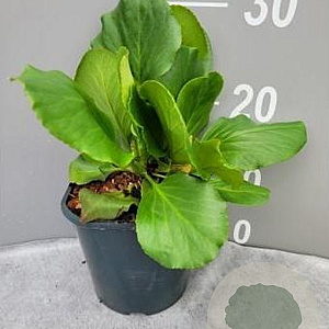 Bergenia cordifolia GM 2,0L