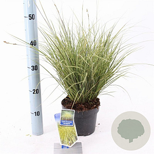 Carex brunnea 'Aureomarginata' 25-30 cm 2,0L