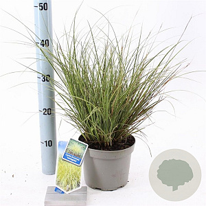 Carex brunnea 'Aureomarginata' 25-30 cm 2,0L